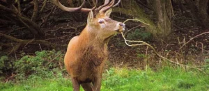 Newbridge Deer Park