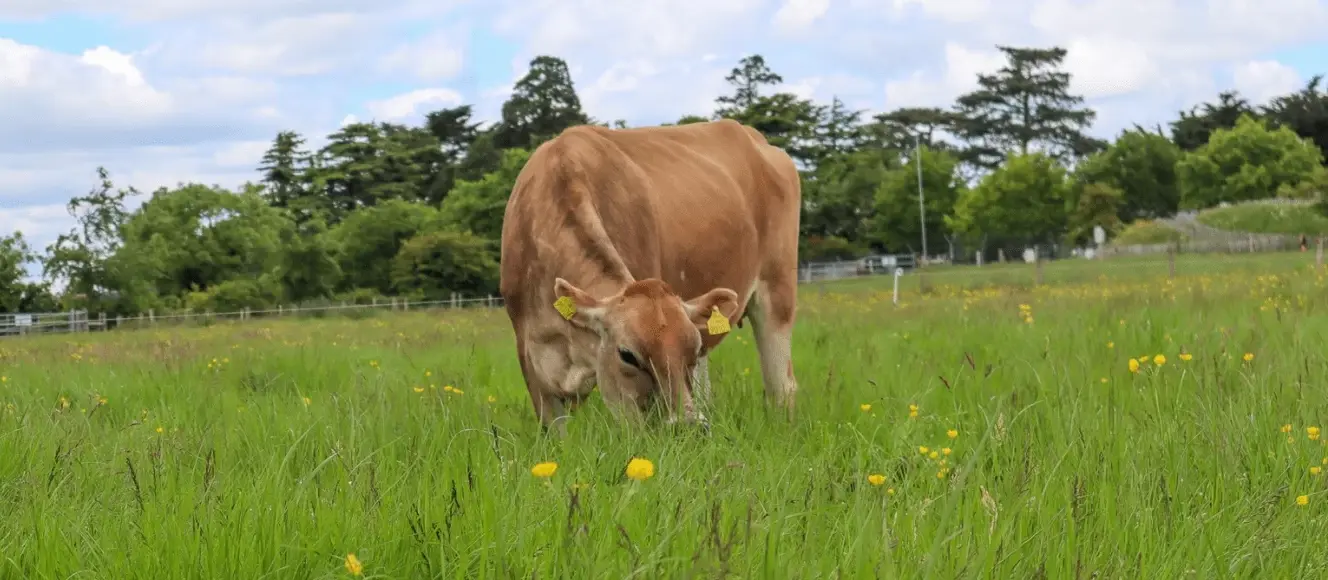Airfield Estate Farmyard