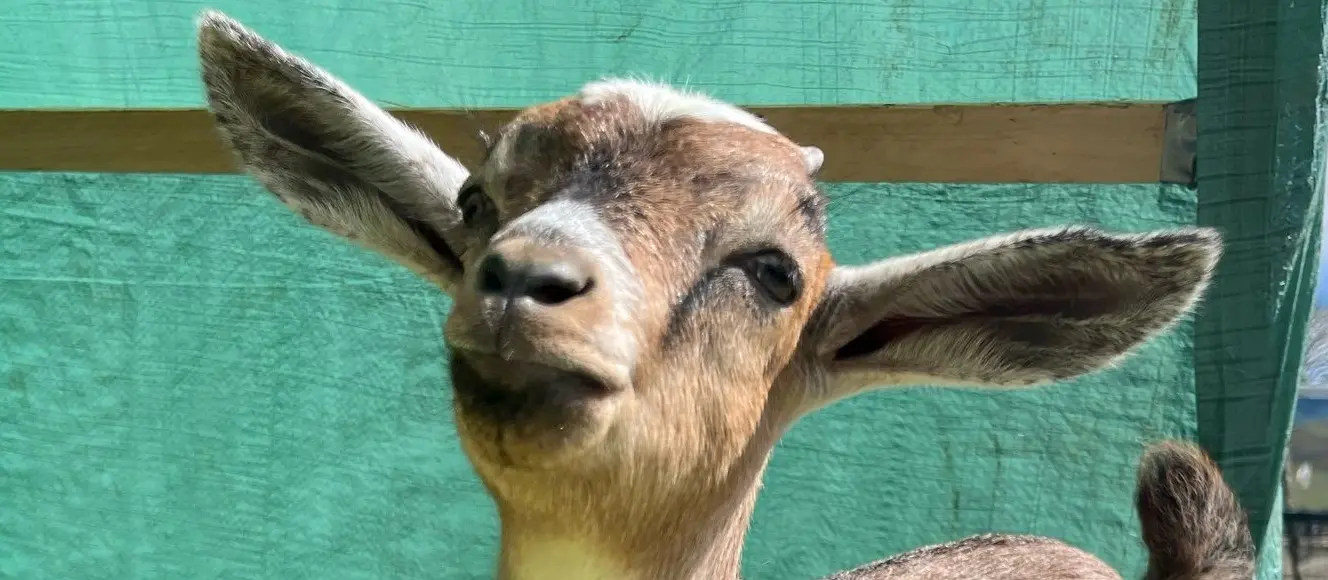 St. Anne's City Farm