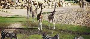 Dublin Zoo