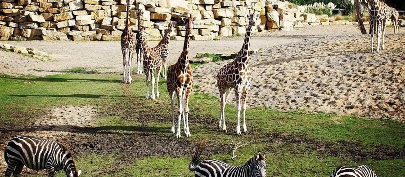 Dublin Zoo
