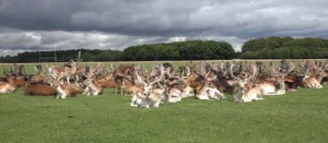 Phoenix Park